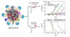 澳门威尼斯人网址然后与装配有主动导航功能分子的红细胞膜混合在一起